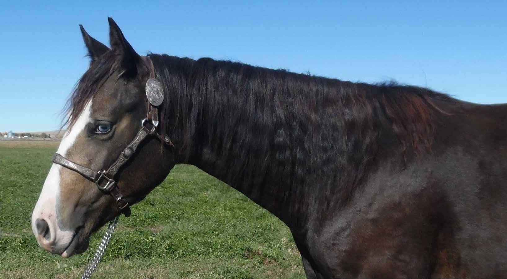 Close-up of a dark brown horse with a white face standing in a grassy field under a blue sky