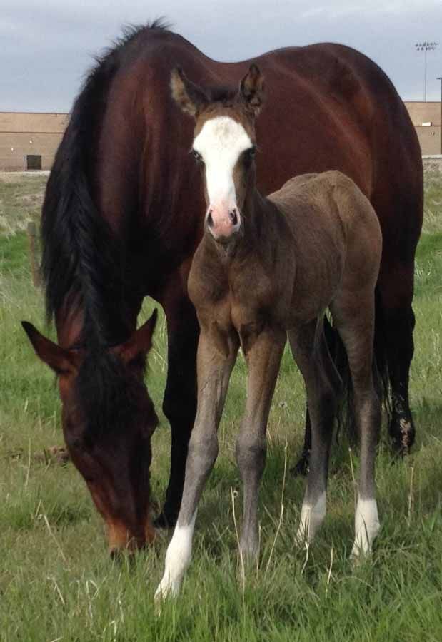 Adult horse and foal grazing in a grassy field, with a building in the background