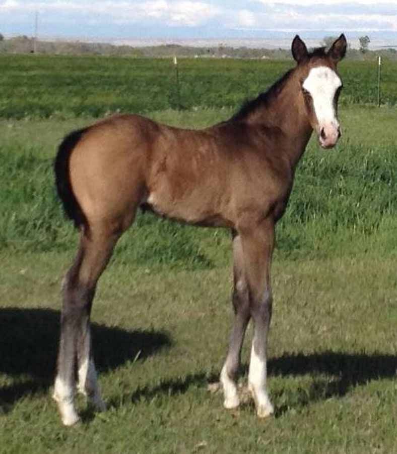 Young brown foal with white blaze standing in a grassy field under a blue sky