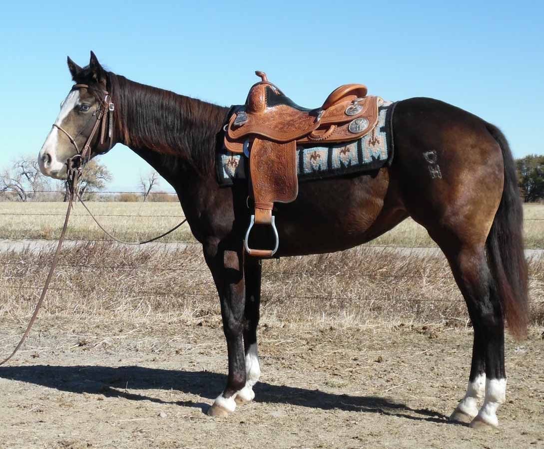 Brown horse standing in a field, wearing a saddle and bridle under a clear blue sky.