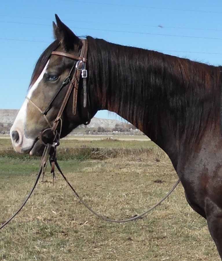 Brown horse in profile wearing a bridle in a grassy field under a blue sky