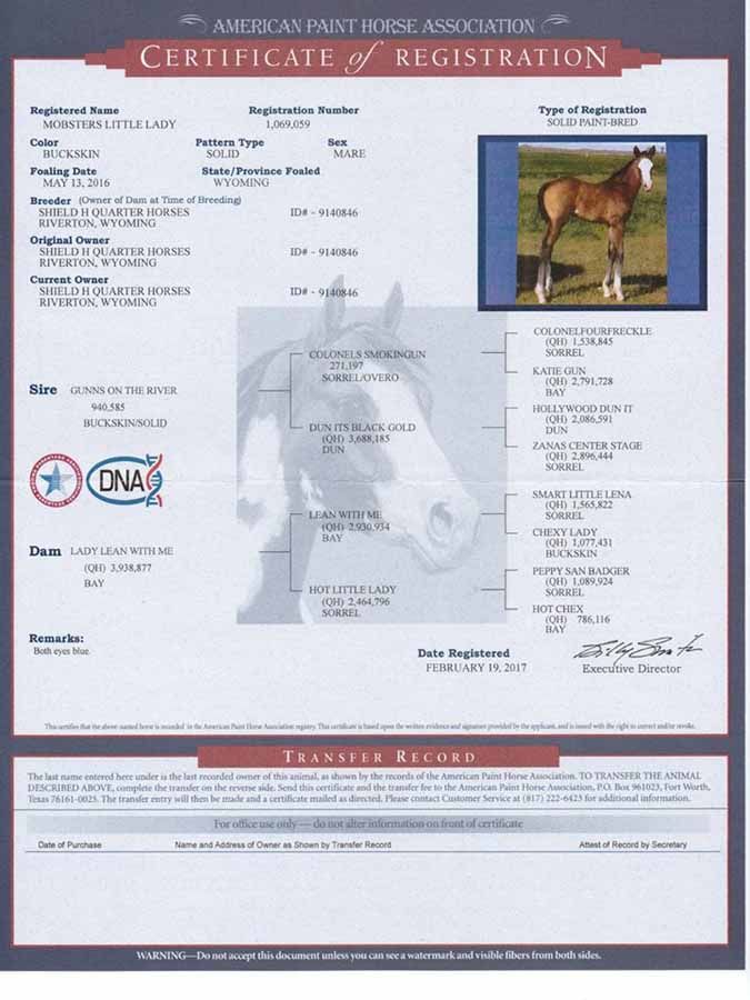 Certificate of registration for a brown-and-white horse with a small photo and pedigree details