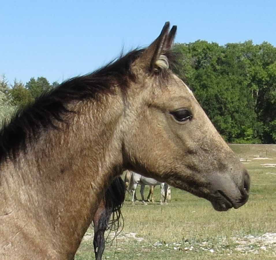 Side profile of a tan horse with a dark mane in a grassy field under a blue sky