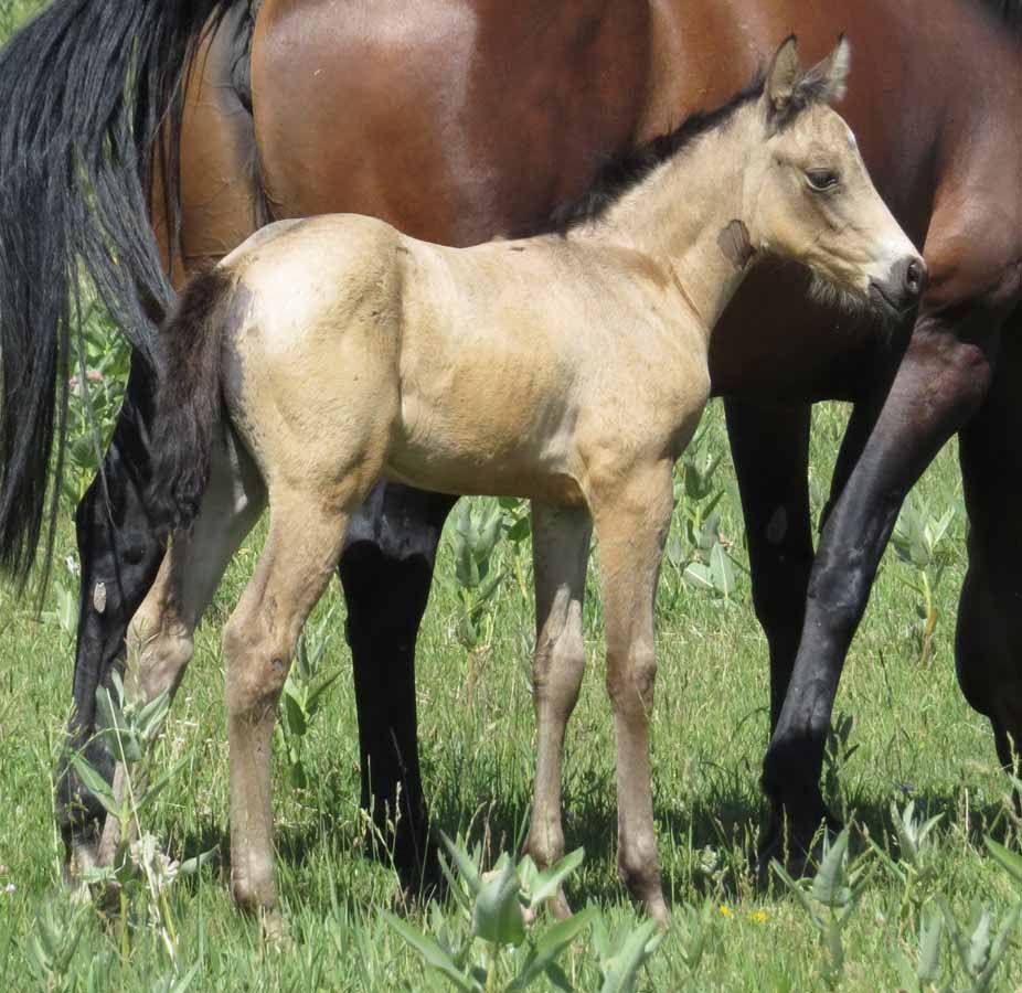 Foal standing in grass beside two adult horses, with a dark horse behind it.