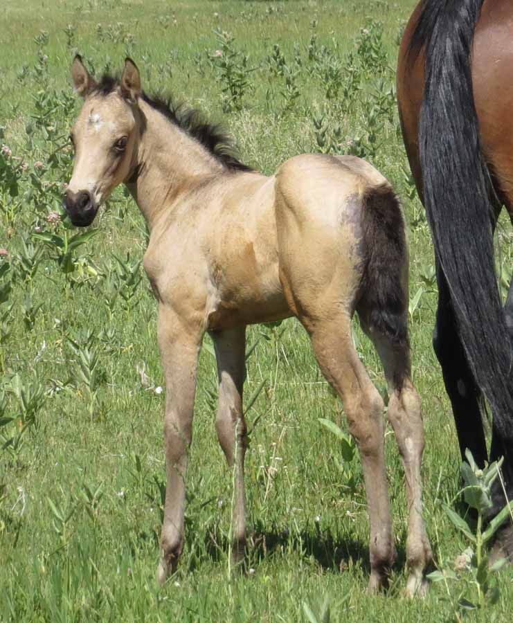 Young tan foal standing in green grass beside an adult horse