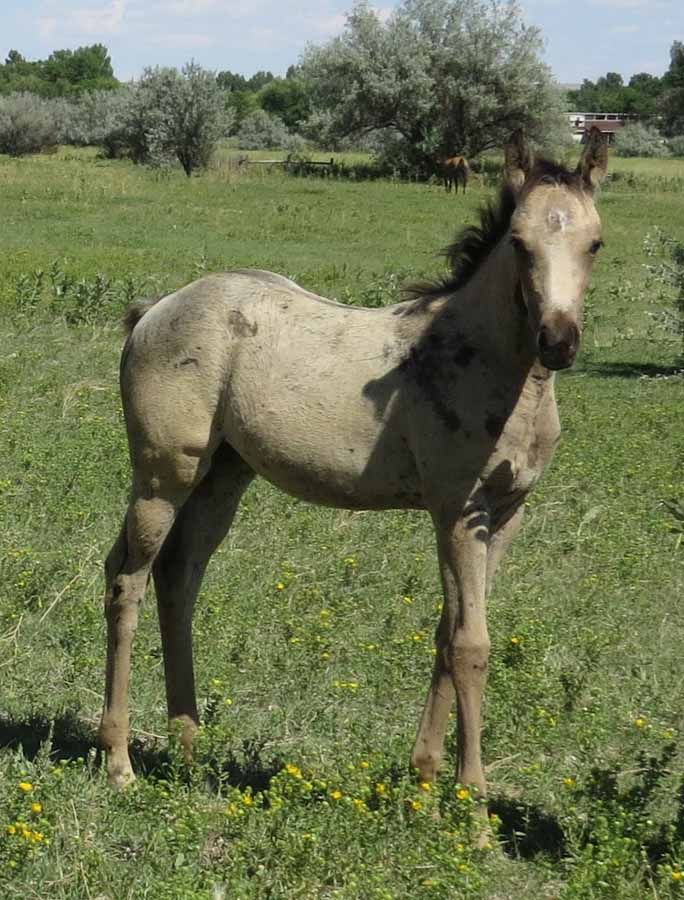 Young foal standing in a green grassy field with trees in the background