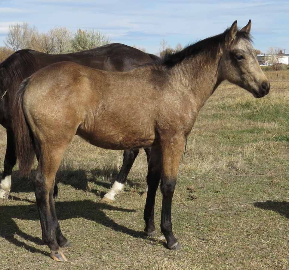 Two brown horses standing in a grassy field