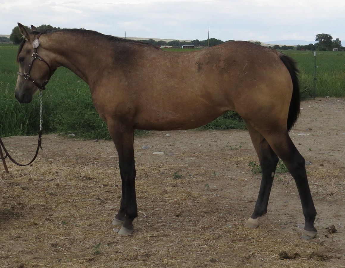 Brown horse standing on dirt beside a green field
