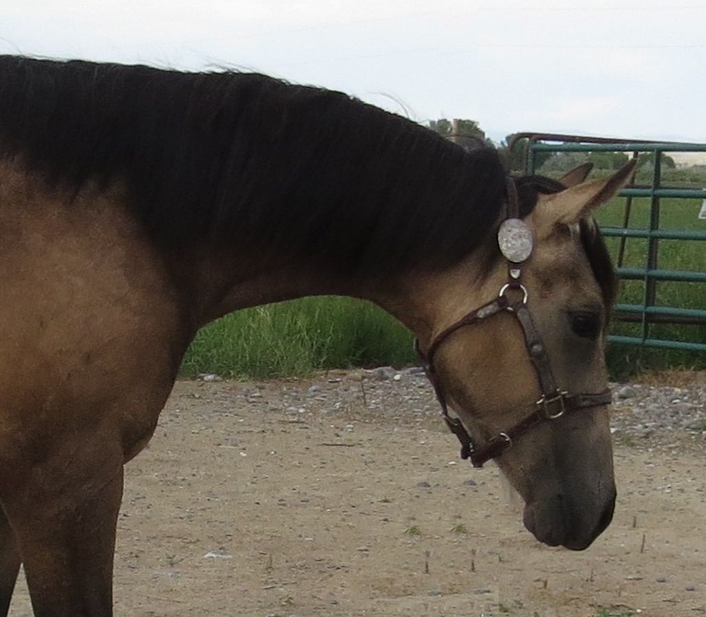 Brown horse in a halter standing outdoors, head lowered near a gravel path and gate.