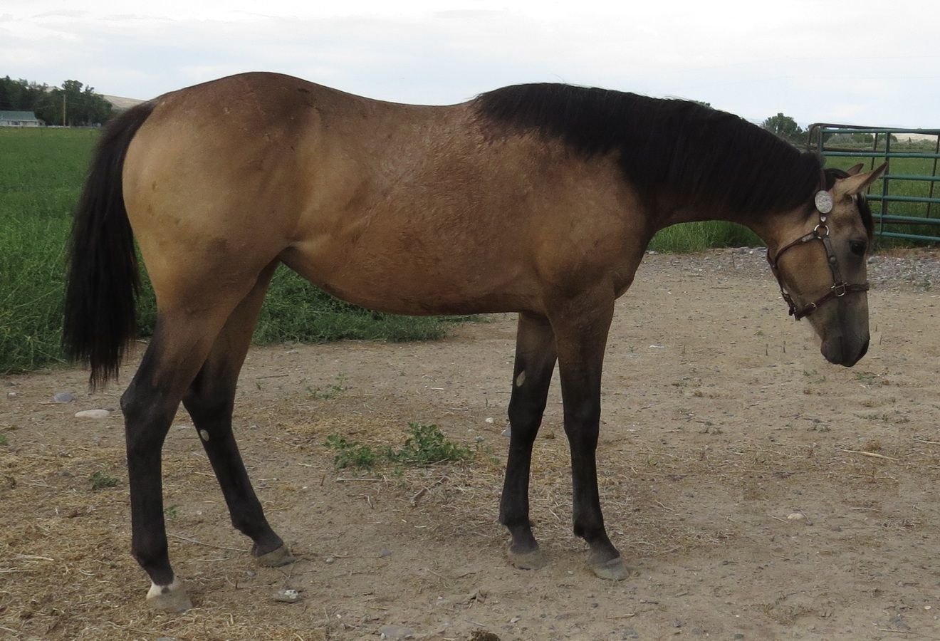 Brown and black horse standing in a gravel field, head lowered beside a fence.