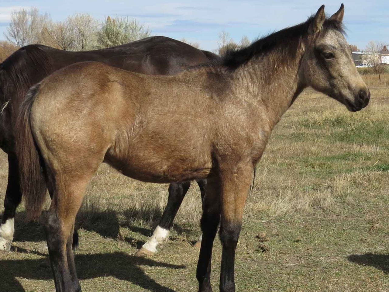 reining-horse-prospects-for-sale
