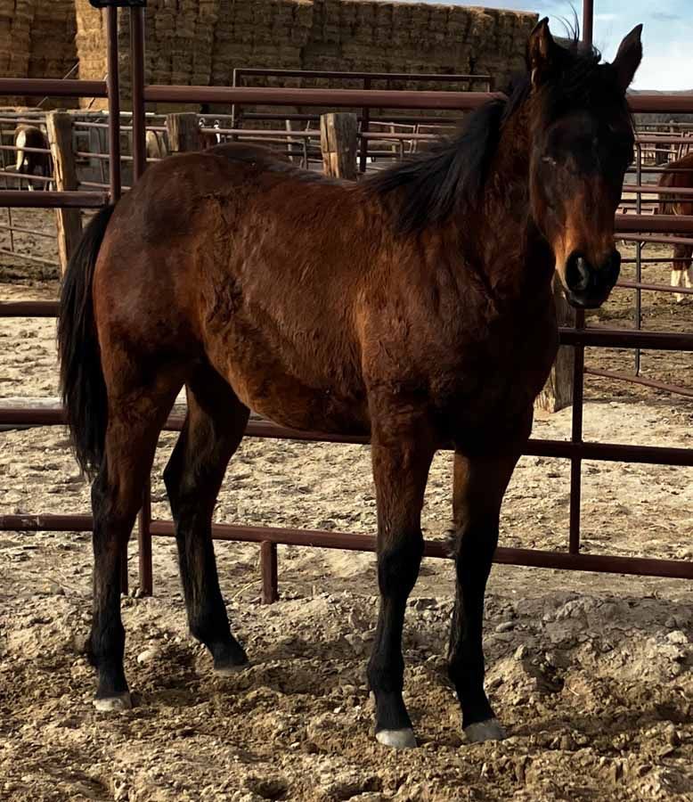 Dark brown horse standing in a fenced dirt pen