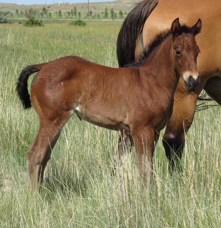 Young brown foal standing in tall grass beside an adult horse in a field