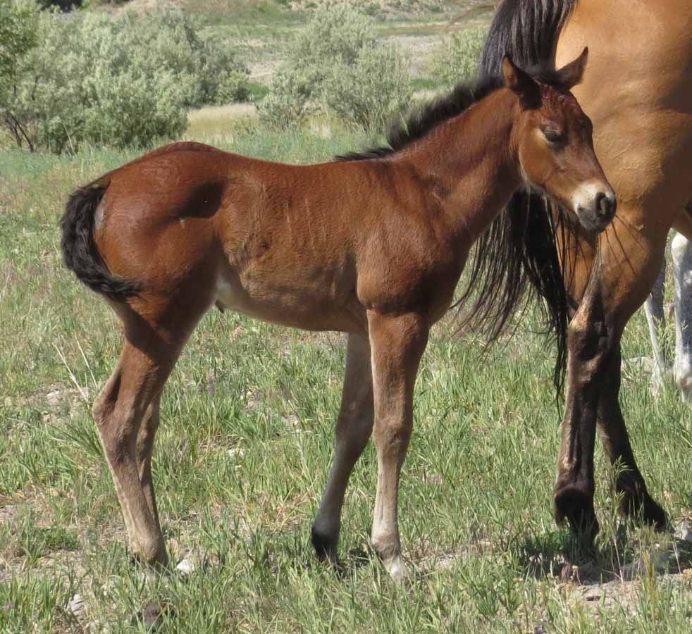 Two brown horses standing in a grassy field, one foal with a dark mane