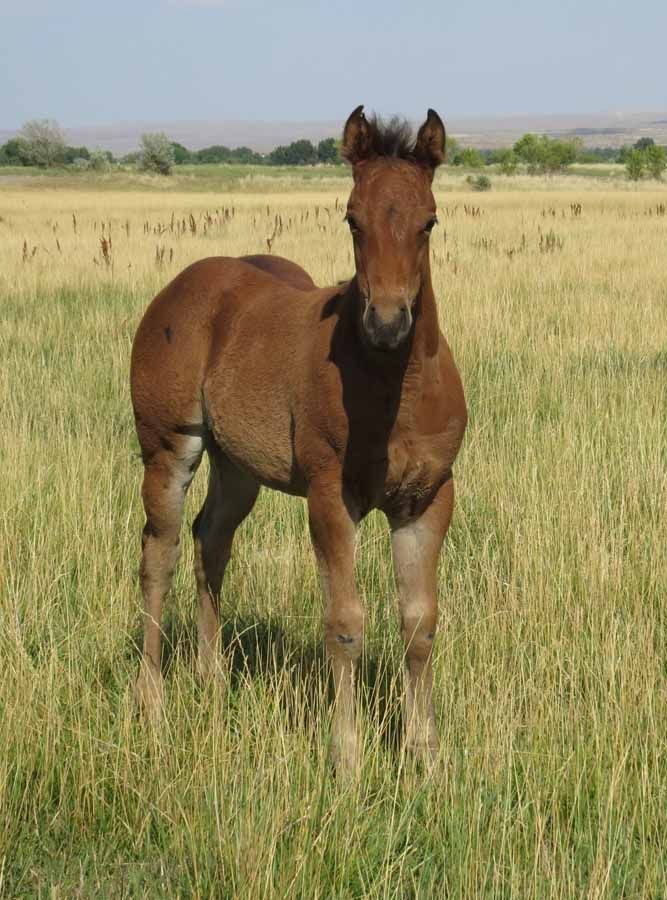 Brown horse standing in tall grass in a field, facing the camera