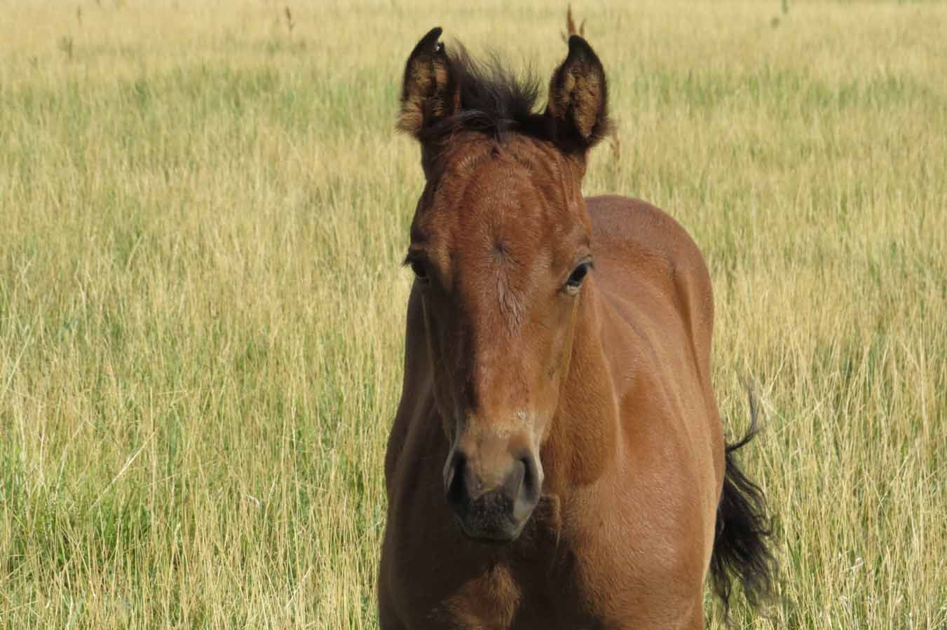 Brown horse standing in a grassy field, facing the camera