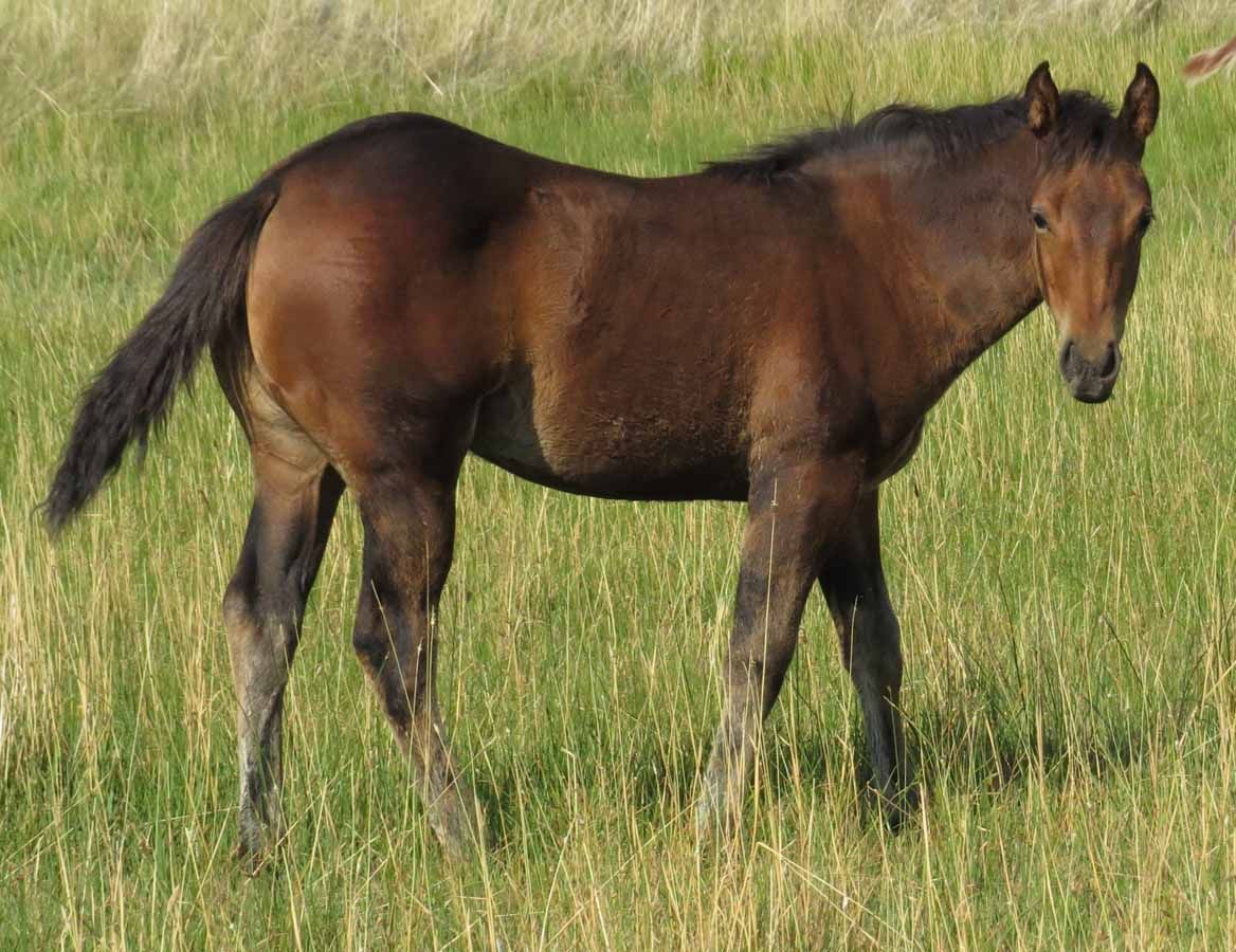 Brown horse standing in tall grass, facing right