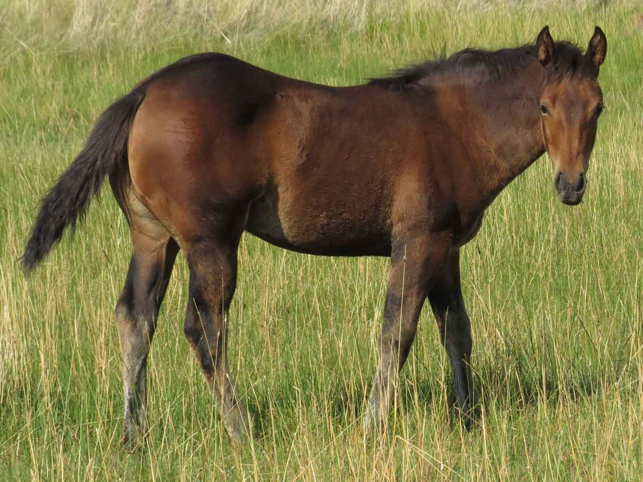 reining-horse-prospects-for-sale