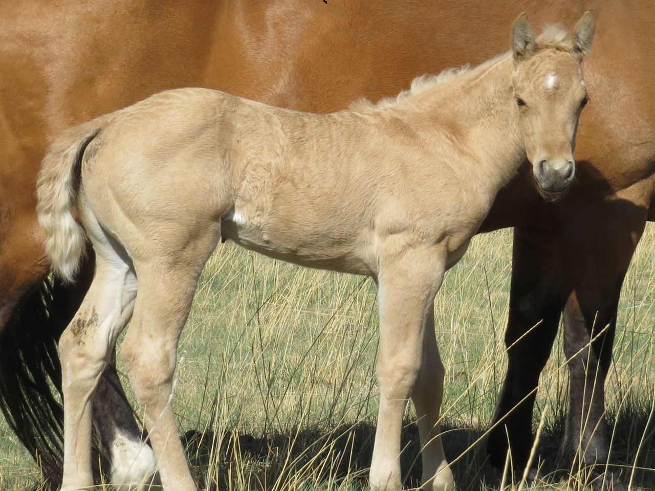 reining-horse-prospects-for-sale