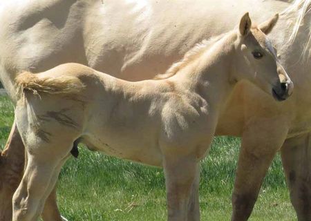 pasture-bred-horses-for-sale