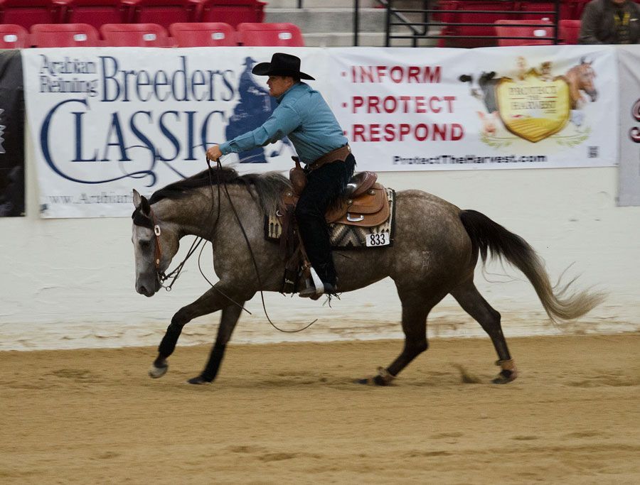 performance-bred-horses