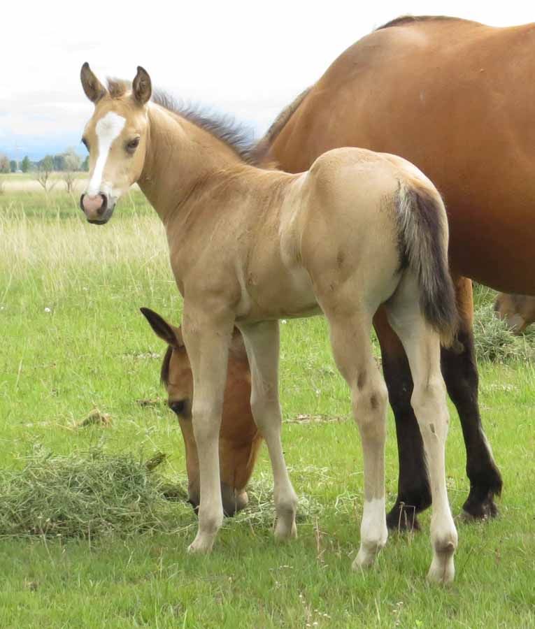 Tan foal standing beside a brown horse in a grassy field