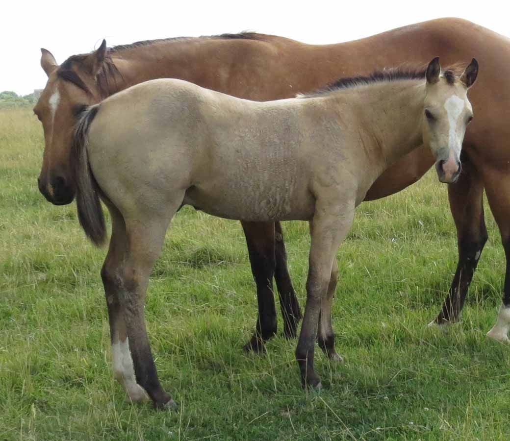 Two horses standing in a grassy field, a light tan horse in front of a brown horse.