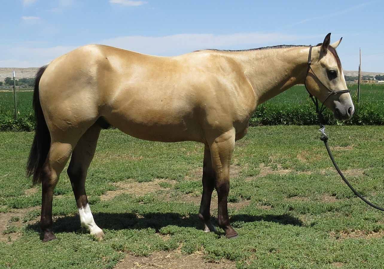 Light tan horse standing in a grassy field with a halter and lead rope