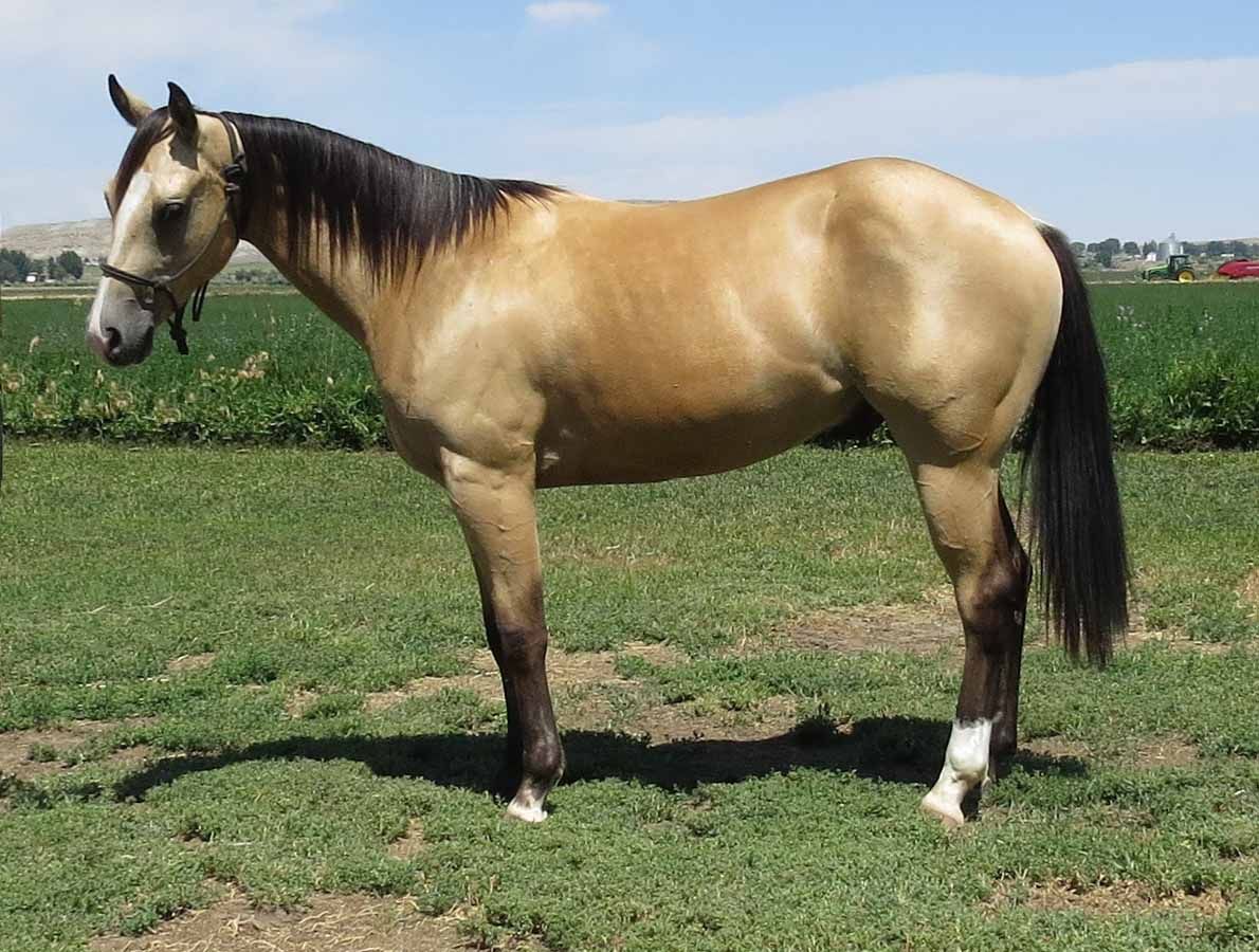Light tan horse standing in a grassy field under a blue sky