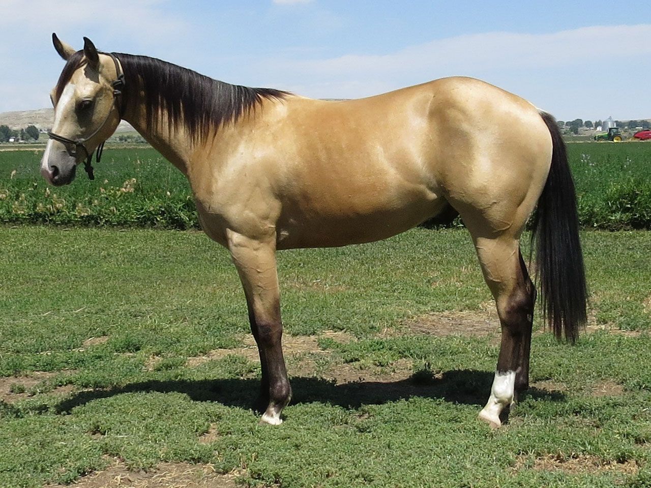 horses-in-training-prospects