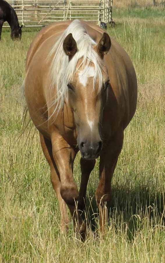 Brown horse with a white blaze standing in a grassy field