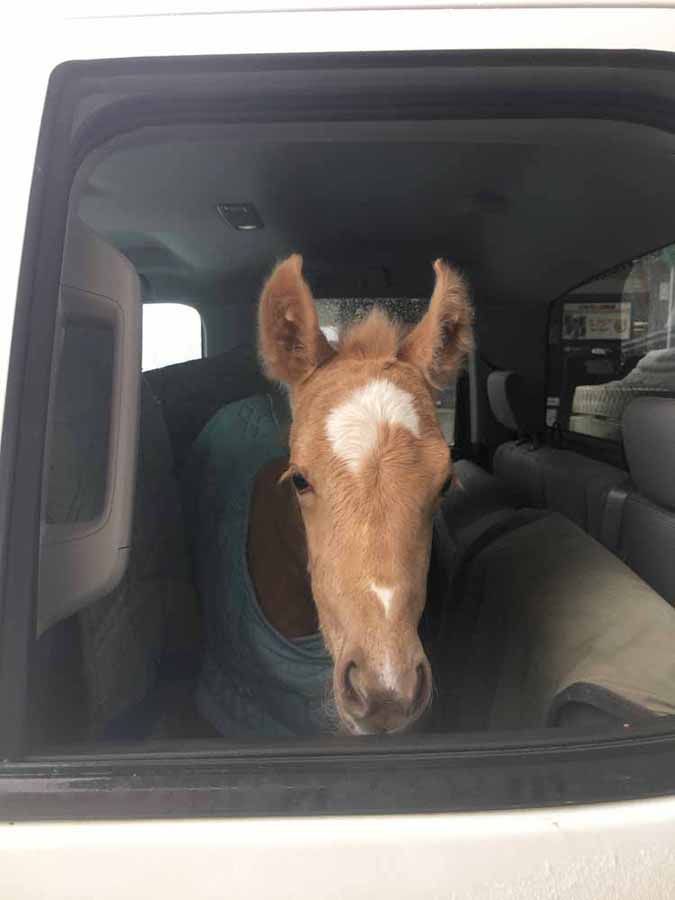 Brown horse with a white blaze peeking out a car window, wearing a blue blanket