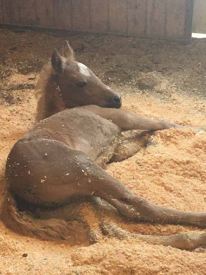 Foal lying in a sandy stall, resting with its head up against the wall.