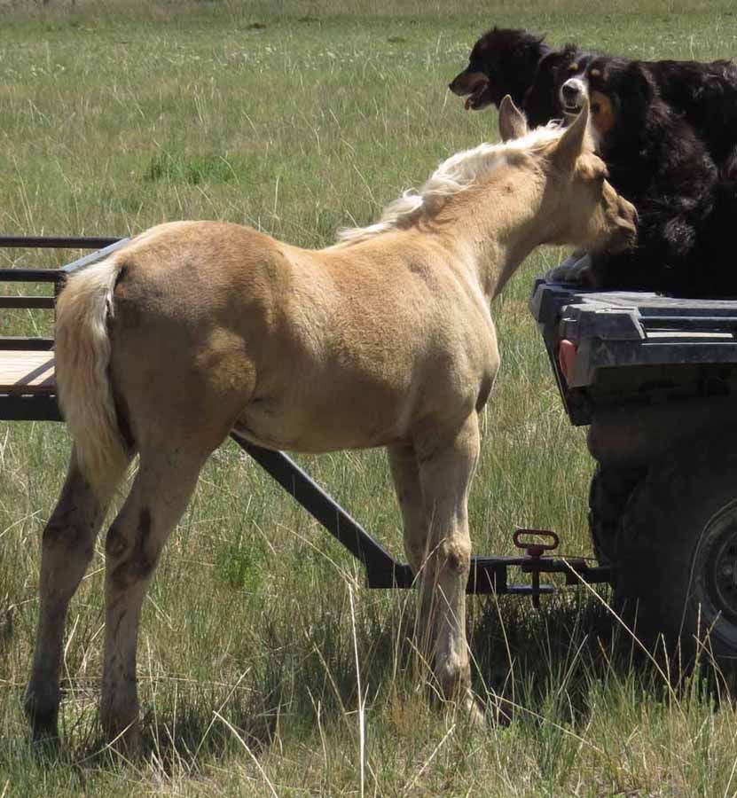 Tan horse standing beside a trailer, reaching toward a black dog in the truck bed in a grassy field.