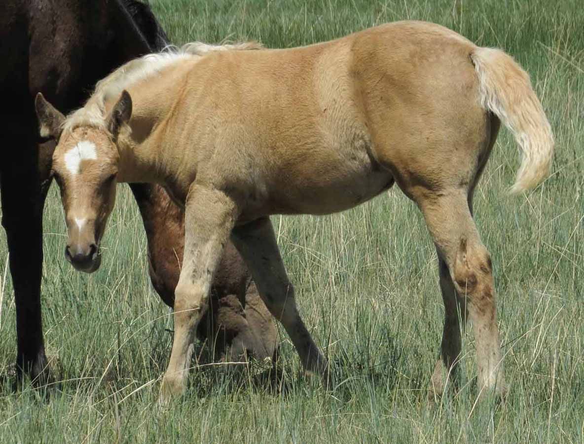 Palomino horse standing in grass, with a dark horse partly visible behind it