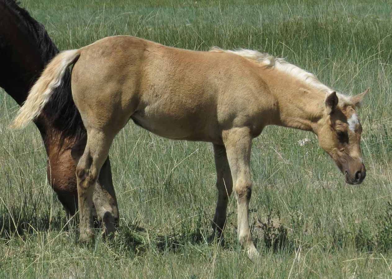 Light brown foal grazing in a grassy field, with part of a dark horse visible behind it