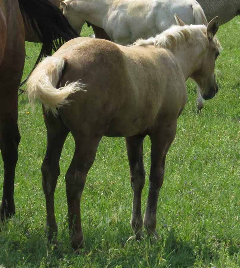 Light tan pony standing in a grassy field, seen from behind with tail raised.