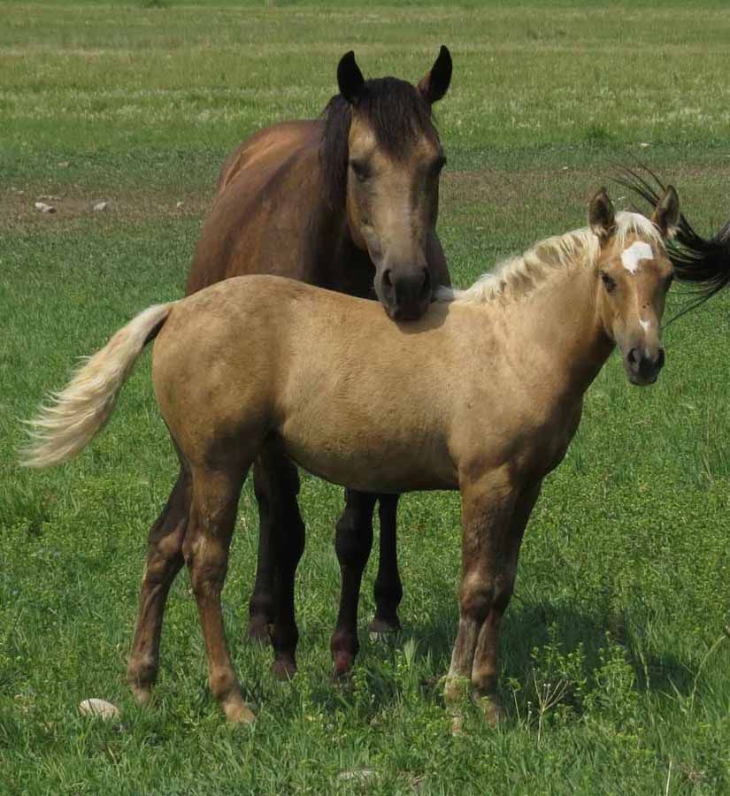 Two horses standing in a grassy field, a tan foal in front of a dark brown adult horse