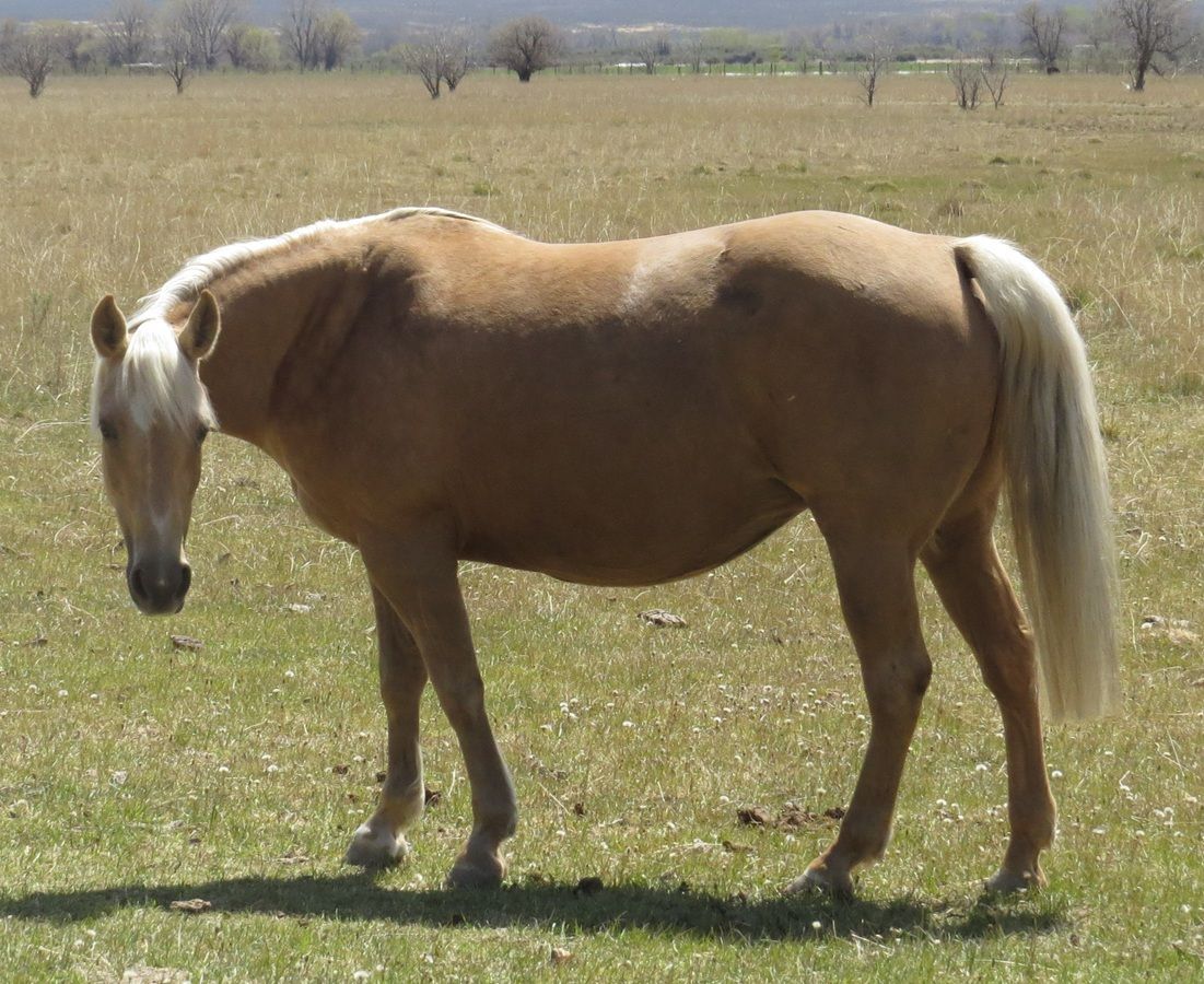 Palomino horse standing in a grassy field with its head lowered