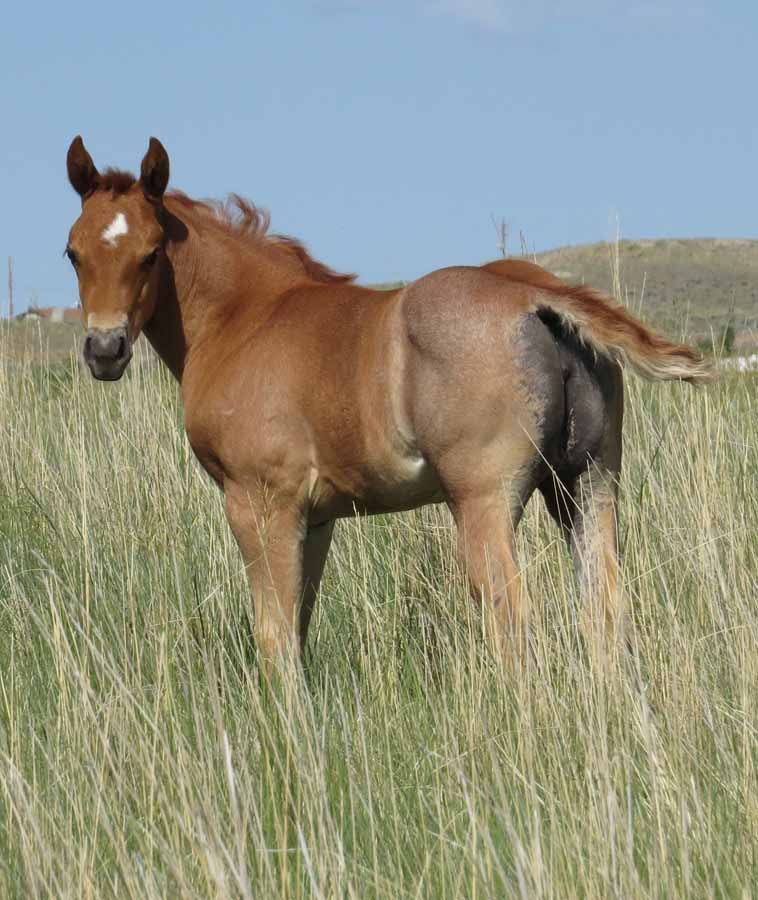 Brown horse standing in tall grass under a clear sky