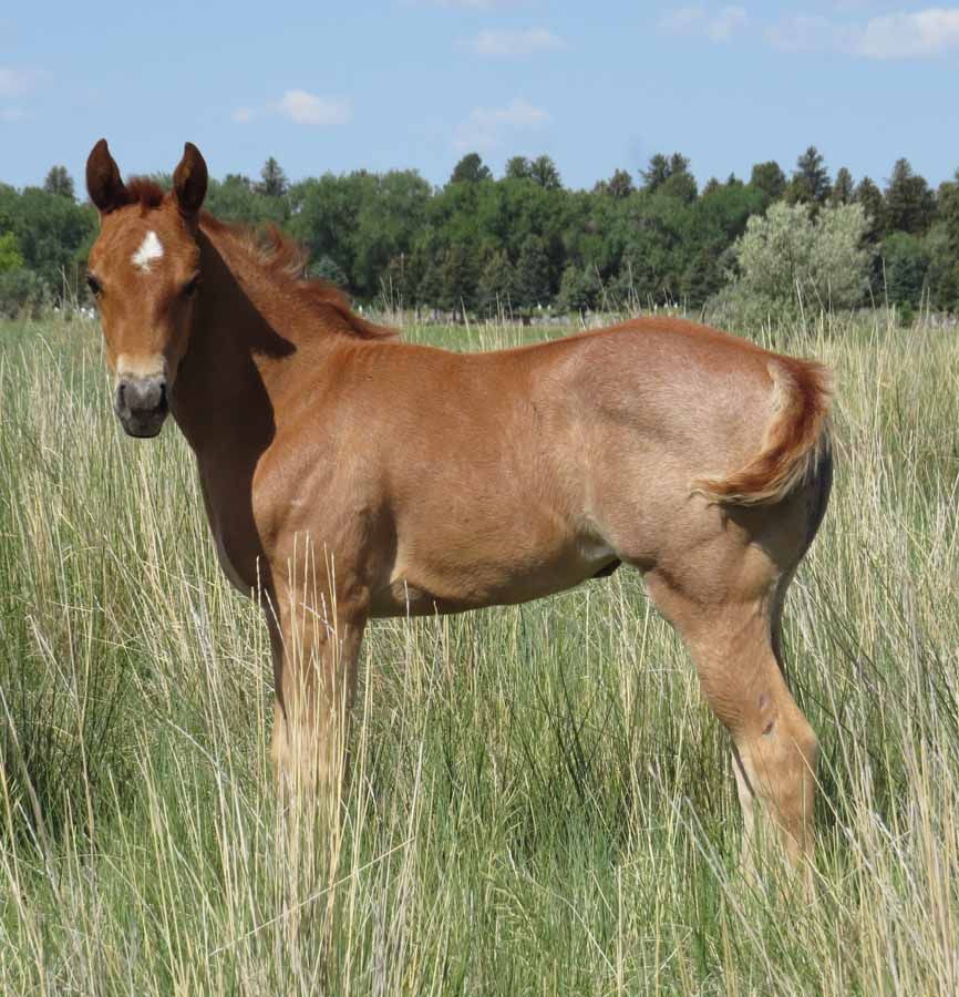 Young brown horse standing in tall grass in a sunny field