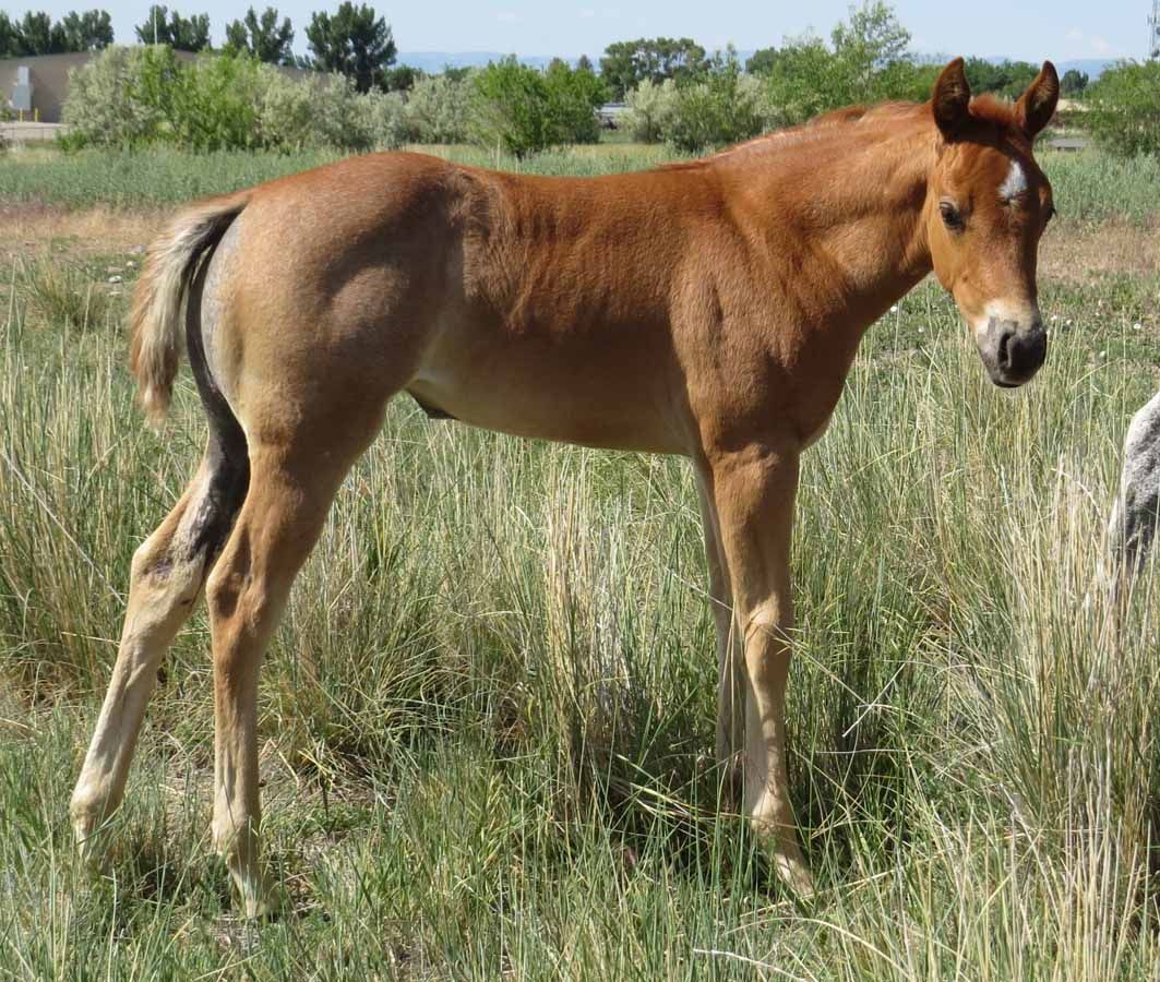 Young brown foal standing in tall grass, facing the camera in a grassy field.