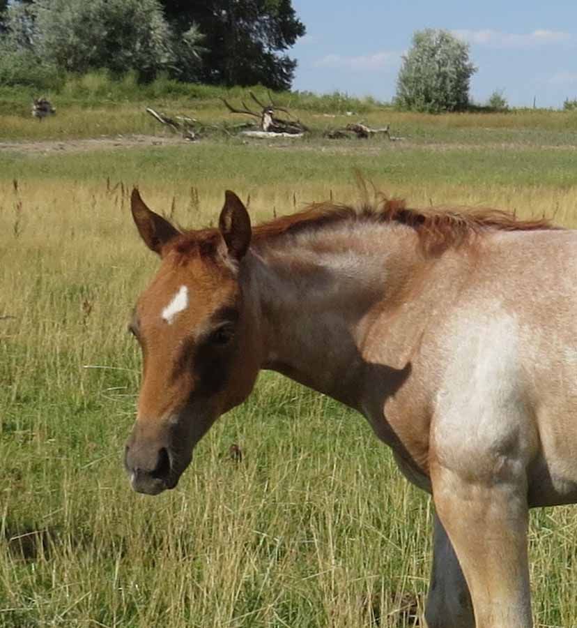Brown horse standing in a grassy field, head lowered, with trees and blue sky in the background