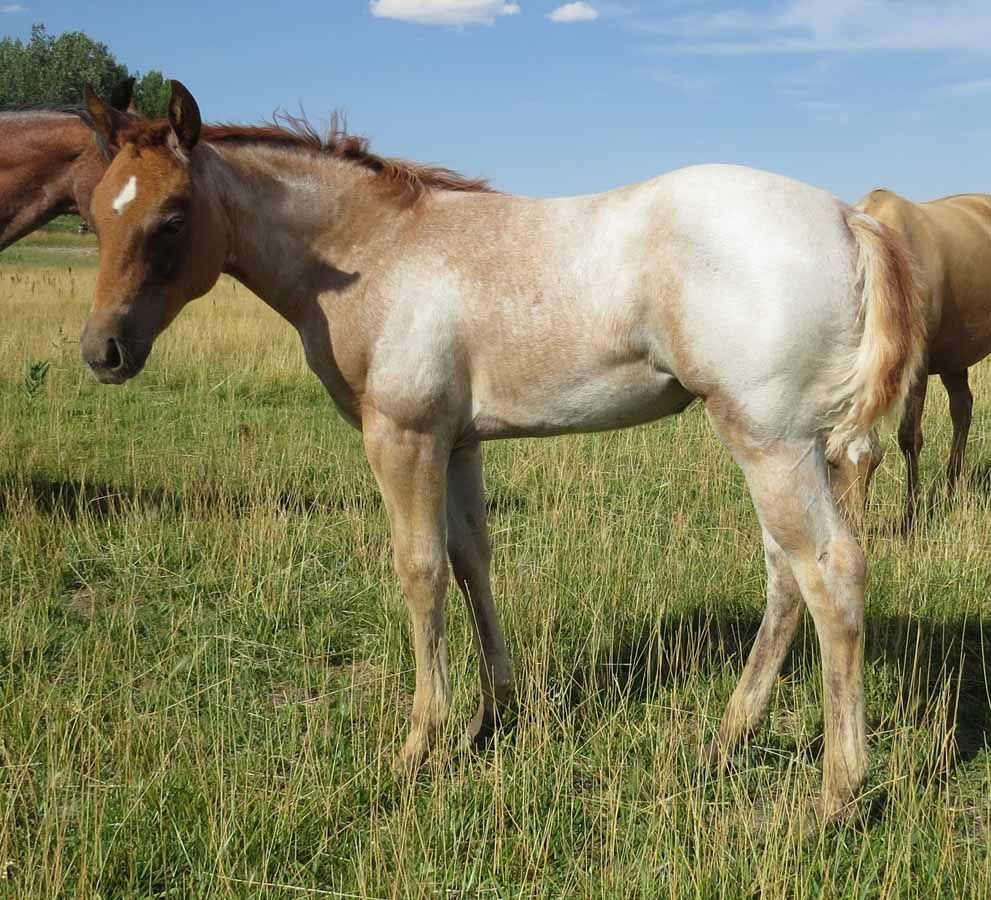 White and brown horse standing in a grassy field under a blue sky