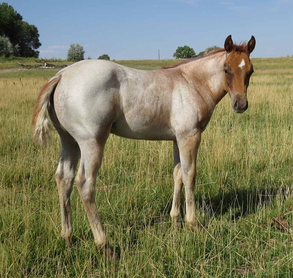 Light tan horse standing in a grassy field under a clear sky