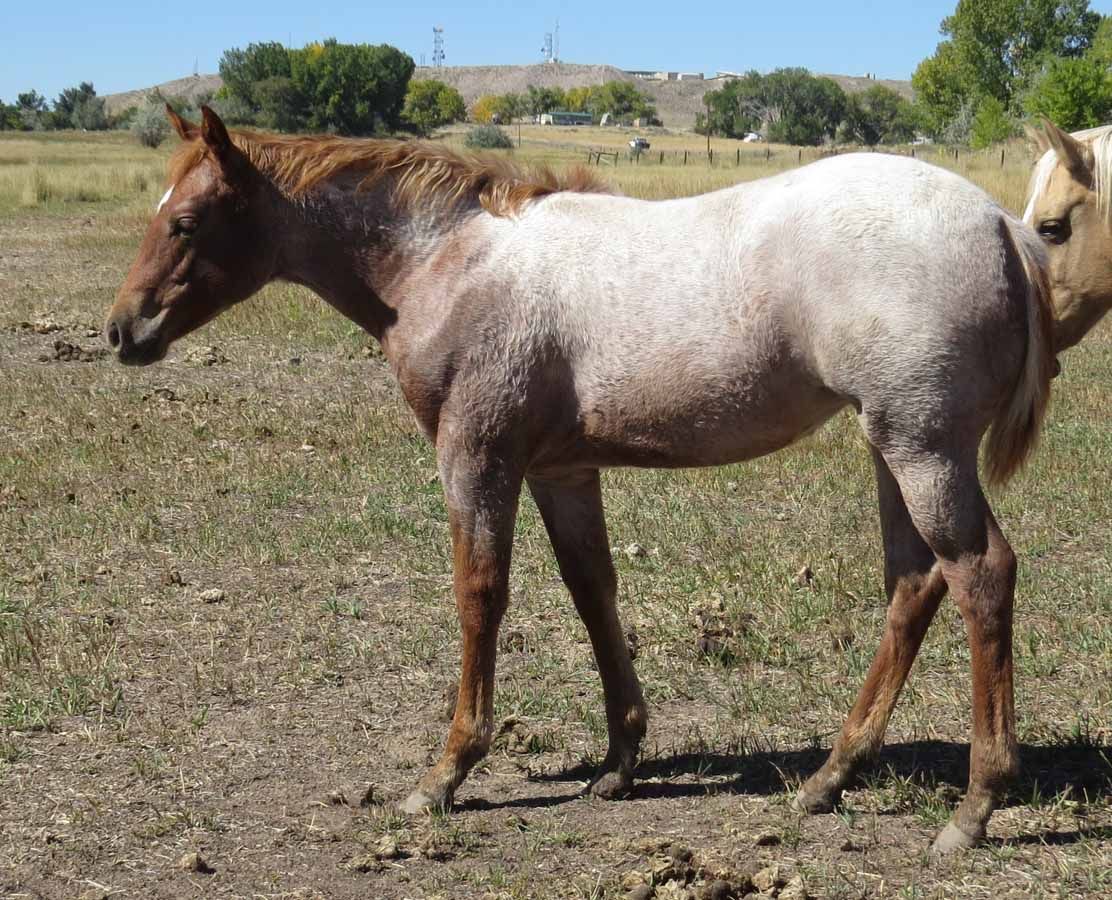 Brown-and-white horse standing in a dry field, side view, with trees and hills in the background