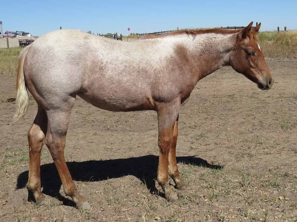 Brown-and-white horse standing in a dry field, facing right.