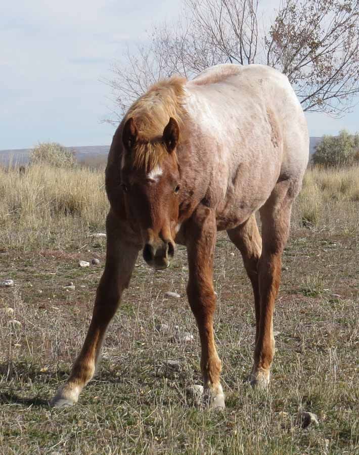 Brown horse standing in a dry field, facing the camera.