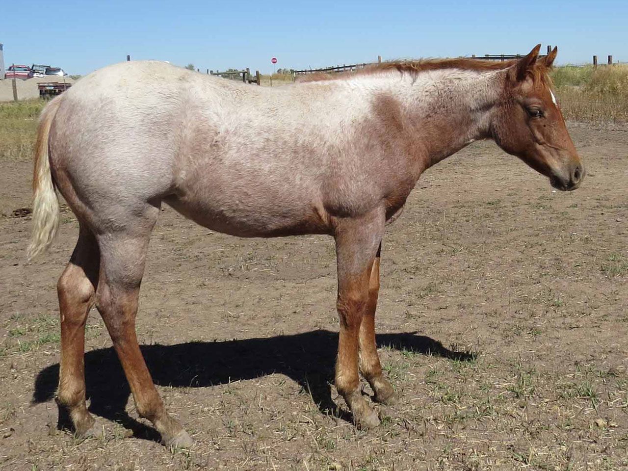 reining-horse-prospects-for-sale