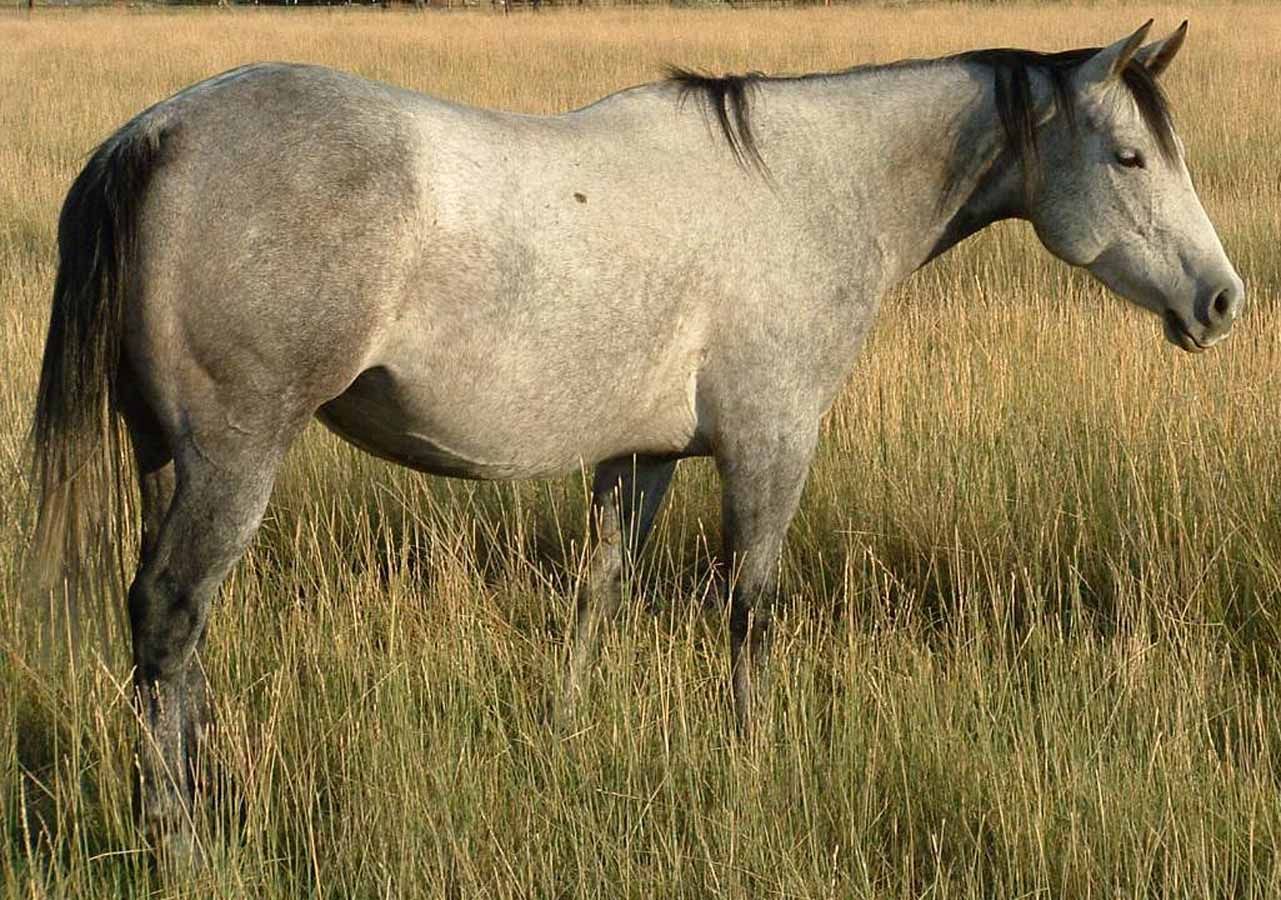 Gray horse standing in tall grass in a sunlit field